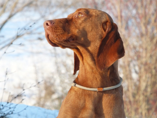 Hungarian Vizsla puppy for sale