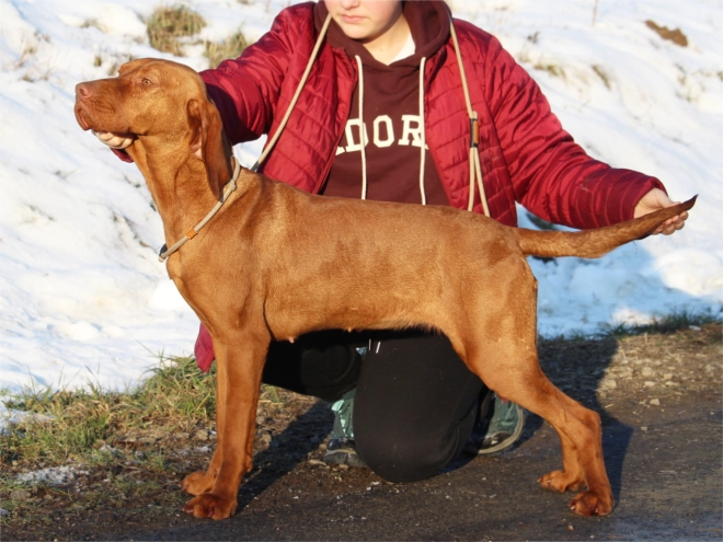 Hungarian Vizsla puppy for sale