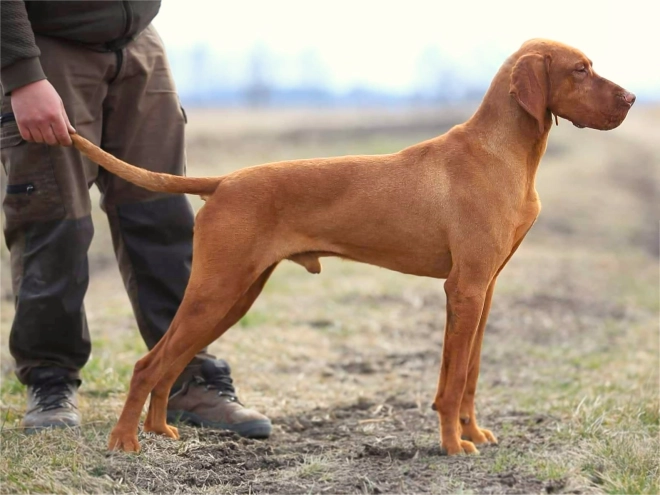 Hungarian Vizsla puppy for sale