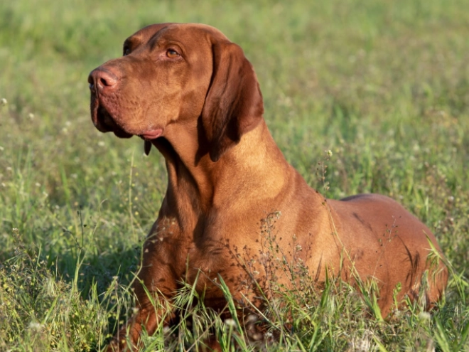Hungarian Vizsla puppy for sale