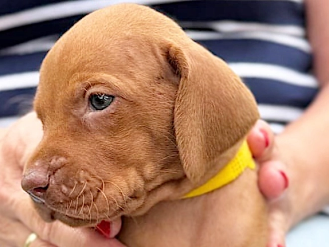 Hungarian Vizsla puppy for sale