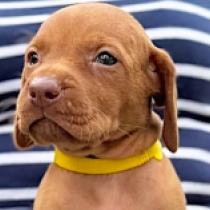 Cleo, pale yellow Hungarian Vizsla for sale