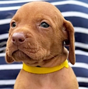 Hungarian Vizsla puppy for sale
