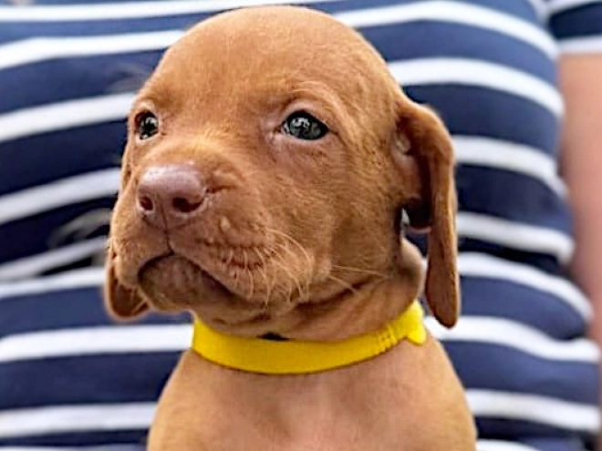 Hungarian Vizsla puppy for sale