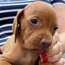Pax, pale yellow Hungarian Vizsla for sale