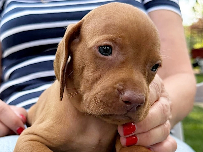 Hungarian Vizsla puppy for sale