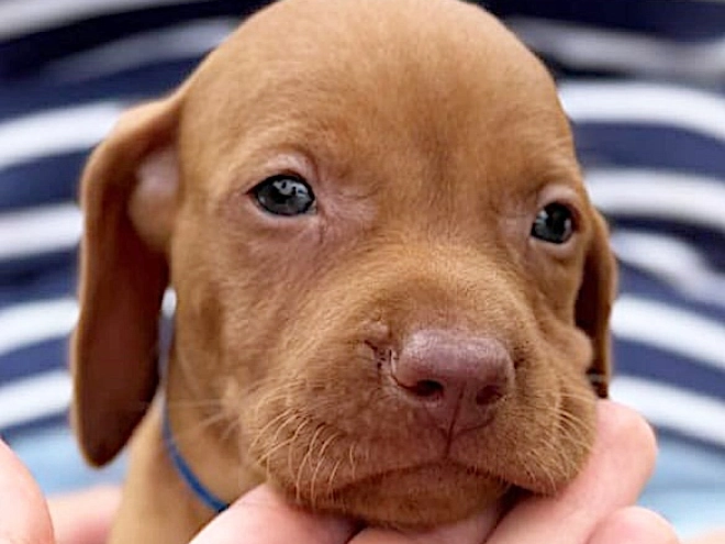 Hungarian Vizsla puppy for sale