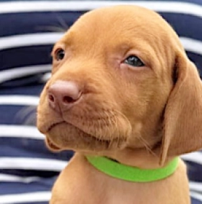 Hungarian Vizsla puppy for sale