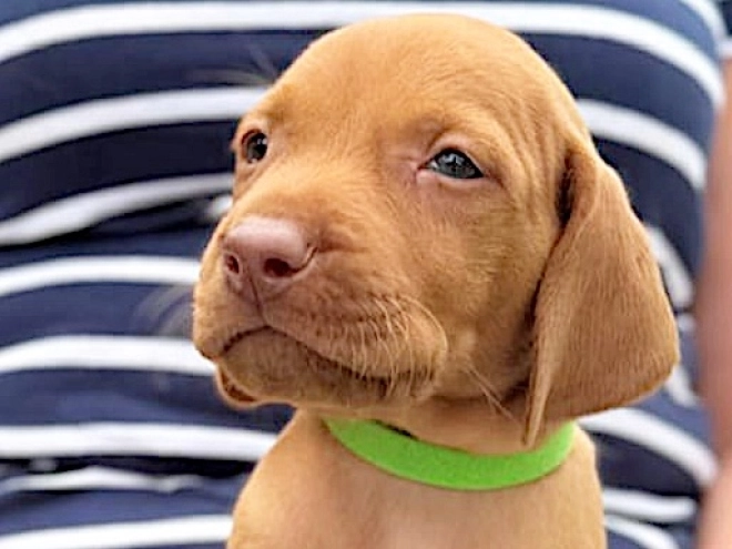 Hungarian Vizsla puppy for sale