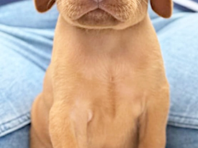 Hungarian Vizsla puppy for sale