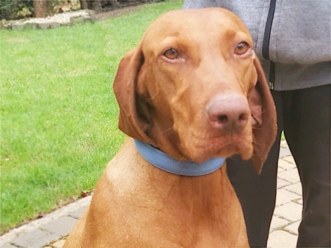 Hungarian Vizsla puppy for sale