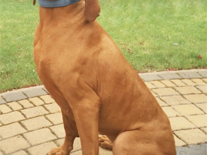 Hungarian Vizsla puppy for sale