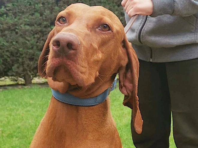 Hungarian Vizsla puppy for sale