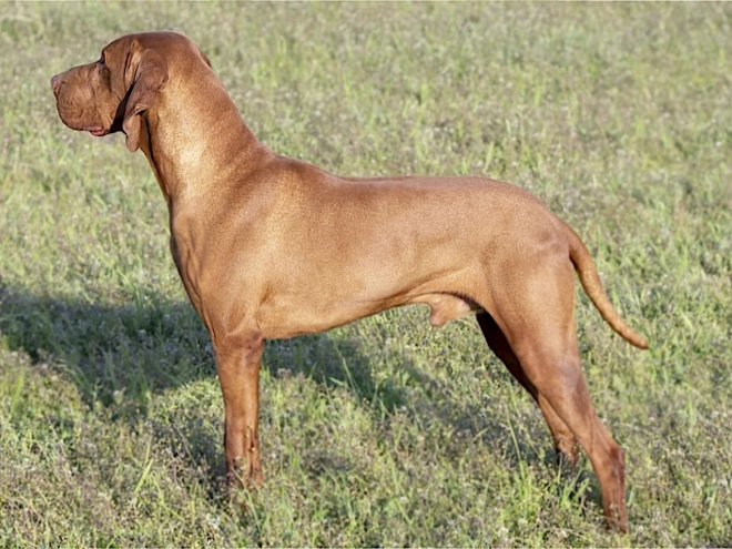 Hungarian Vizsla puppy for sale
