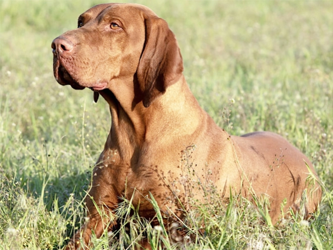 Hungarian Vizsla puppy for sale