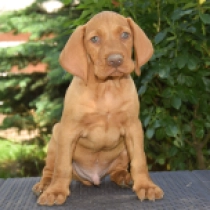 Grimace, french roll yellow Hungarian Vizsla for sale