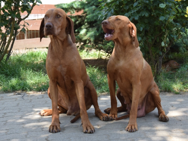 Magyar Vizsla Welpe kaufen