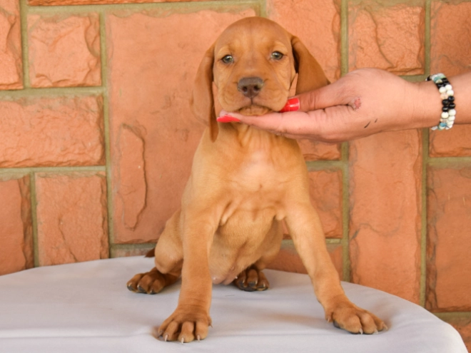Hungarian Vizsla puppy for sale