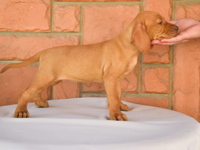 Hungarian Vizsla puppy for sale