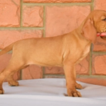 Lara Croft, french roll yellow Hungarian Vizsla for sale