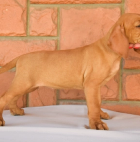 Perros Vizsla Húngaro en venta