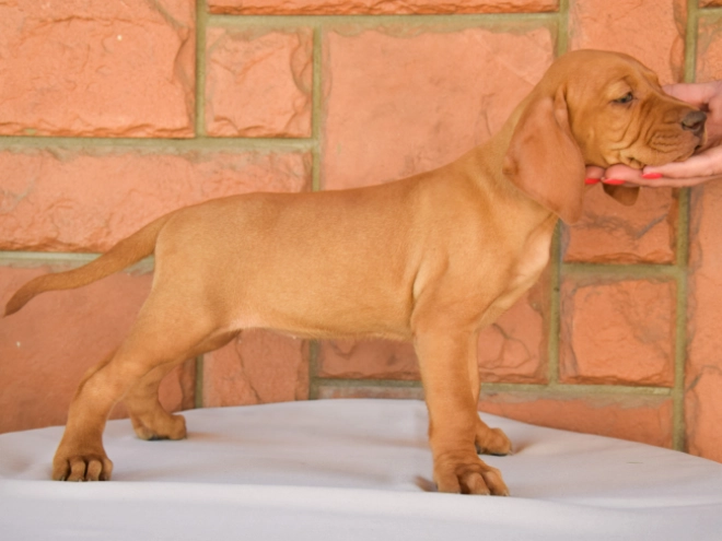 Hungarian Vizsla puppy for sale