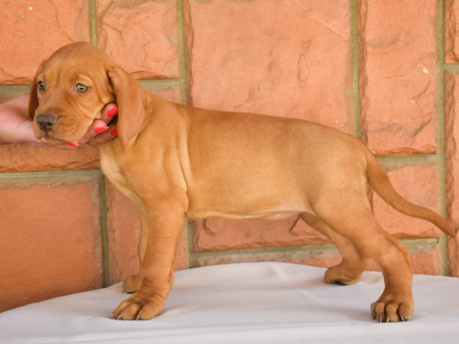 Hungarian Vizsla puppy for sale