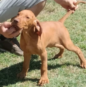 Perros Vizsla Húngaro en venta
