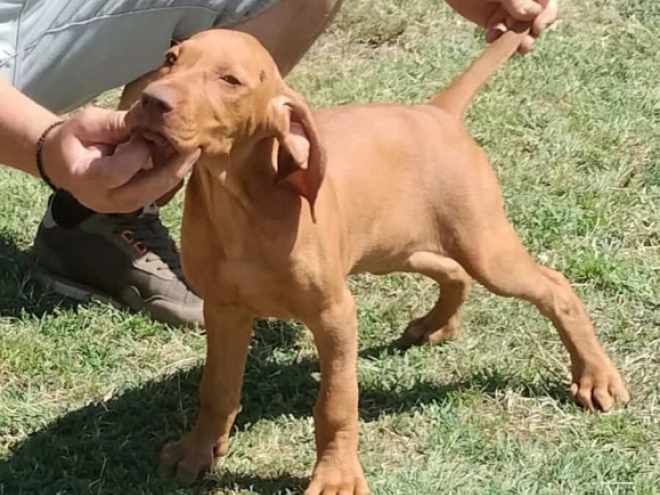 Hungarian Vizsla puppy for sale