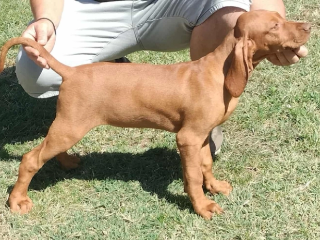 Magyar Vizsla Welpe kaufen
