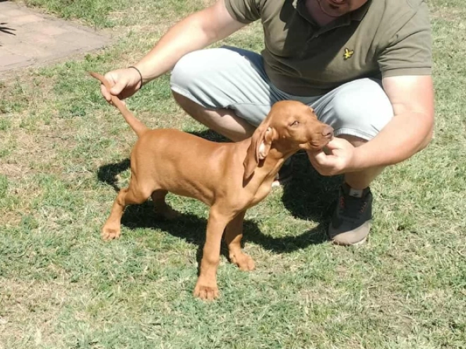 Magyar Vizsla Welpe kaufen