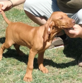 Perros Vizsla Húngaro en venta