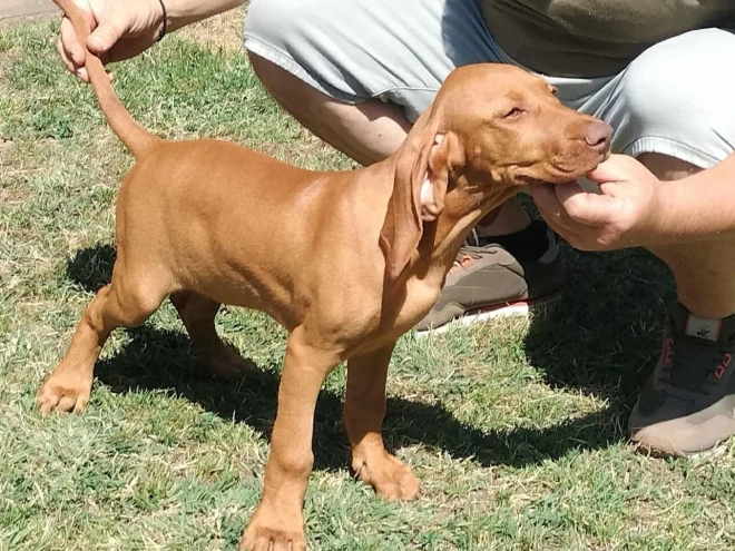 Magyar Vizsla Welpe kaufen
