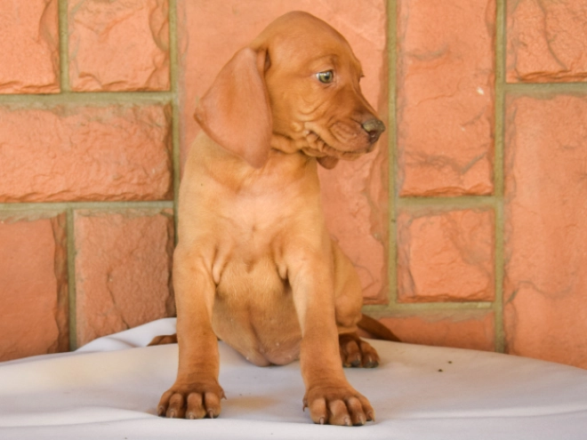 Magyar Vizsla Welpe kaufen