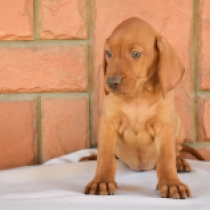 Leah, french roll yellow Hungarian Vizsla for sale