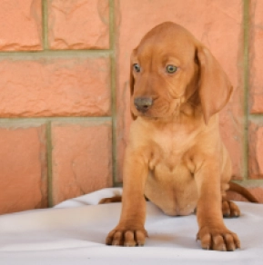 Perros Vizsla Húngaro en venta