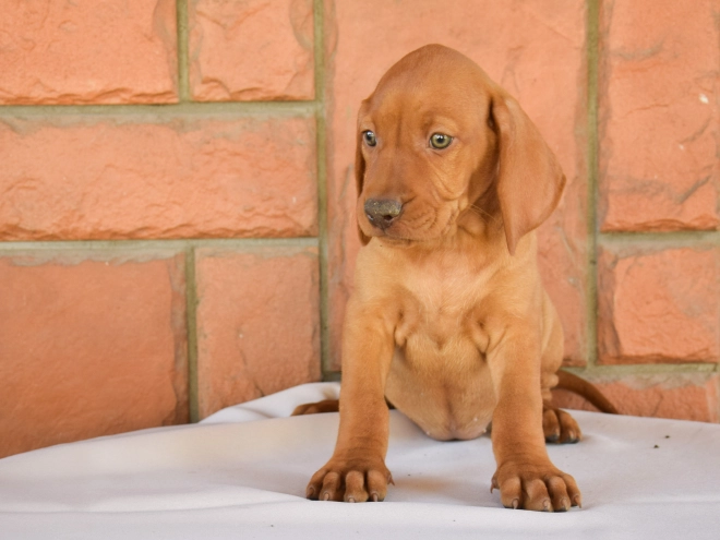 Magyar Vizsla Welpe kaufen