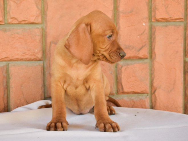 Magyar Vizsla Welpe kaufen