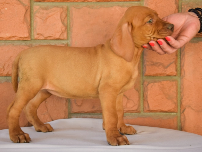Magyar Vizsla Welpe kaufen