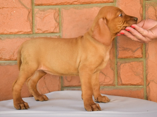 Magyar Vizsla Welpe kaufen