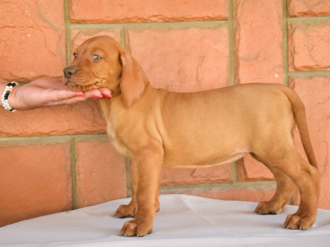 Magyar Vizsla Welpe kaufen