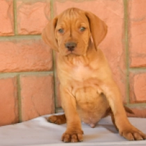 Pax, french roll yellow Hungarian Vizsla for sale