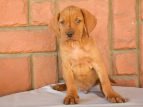 Magyar Vizsla Welpe kaufen