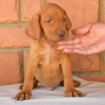 Puskas, french roll yellow Hungarian Vizsla for sale