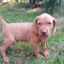 Hunter, french roll yellow Vizsla Húngaro en venta
