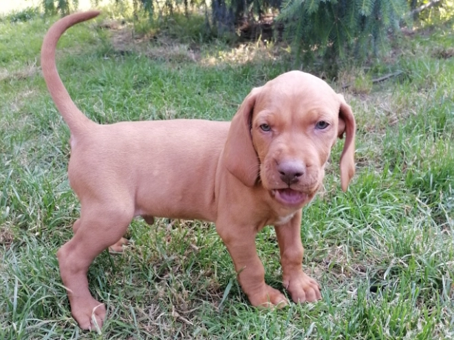 Perros Vizsla Húngaro en venta