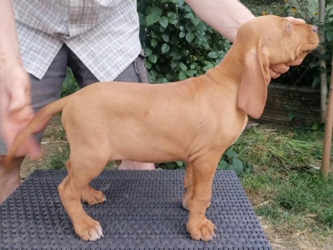 Perros Vizsla Húngaro en venta