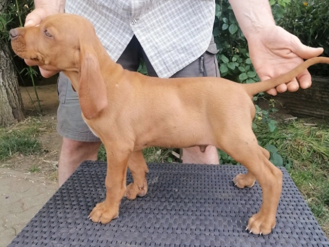 Perros Vizsla Húngaro en venta