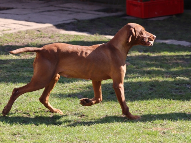 Perros Vizsla Húngaro en venta