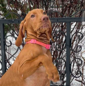 Hungarian Vizsla puppy for sale